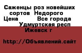 Саженцы роз новейших сортов. Недорого. › Цена ­ 350 - Все города  »    . Удмуртская респ.,Ижевск г.